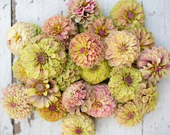 Queen Lime Blush Zinnia 20 Seeds Packet