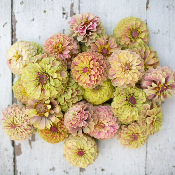 Queen Lime Blush Zinnia 20 Seeds Packet