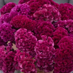 Cramer&#39;s Rose Celosia 50 seed packet Cockscomb