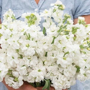 Katz Hi-Double White Stock 25 seed packet Cool Flower