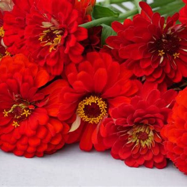 Benary's Giant Scarlet Red Zinnia 25 Seeds Packet