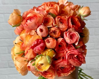 Half Clone Tango Ranunculus Corms