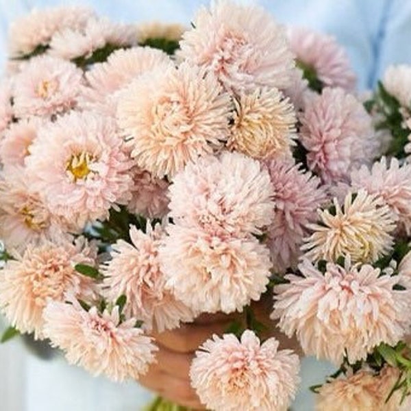 King Size Apricot China Aster 50 seed packet