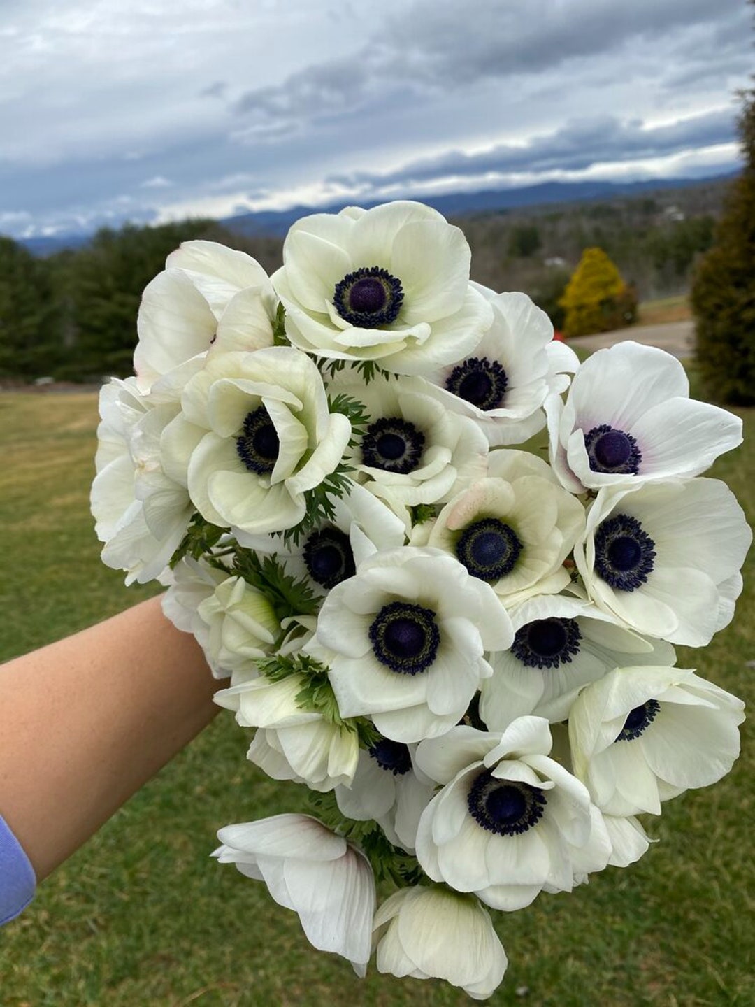 Classic White Anemone Corms Black Panda Center Perfect for Cut Flower