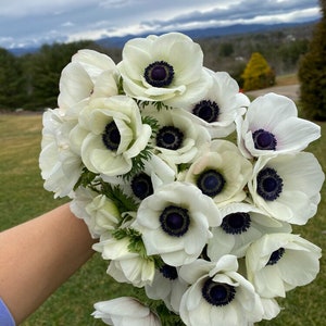 Classic White Anemone Corms Black Panda Center perfect for cut flower bouquets and early spring weddings!