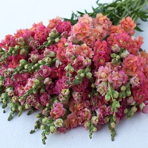 Madame Butterfly Bronze Snapdragon 25 seed packet Cool Flower Apricot Coral Shades