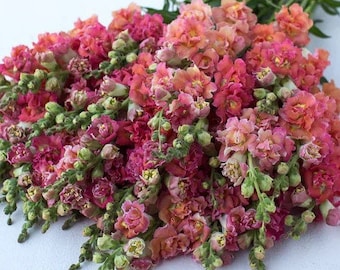Madame Butterfly Bronze Snapdragon 25 seed packet Cool Flower Apricot Coral Shades