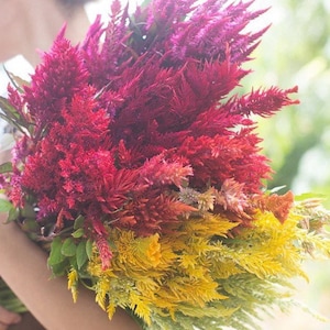 Pampas Plume Mix Celosia 100 seed packet Pink, Red, Orange, Yellow, Apricot