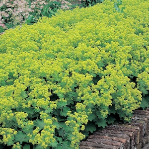 Lady's Mantle Thriller 40 seeds packet Alchemilla Mollis Perennial image 1