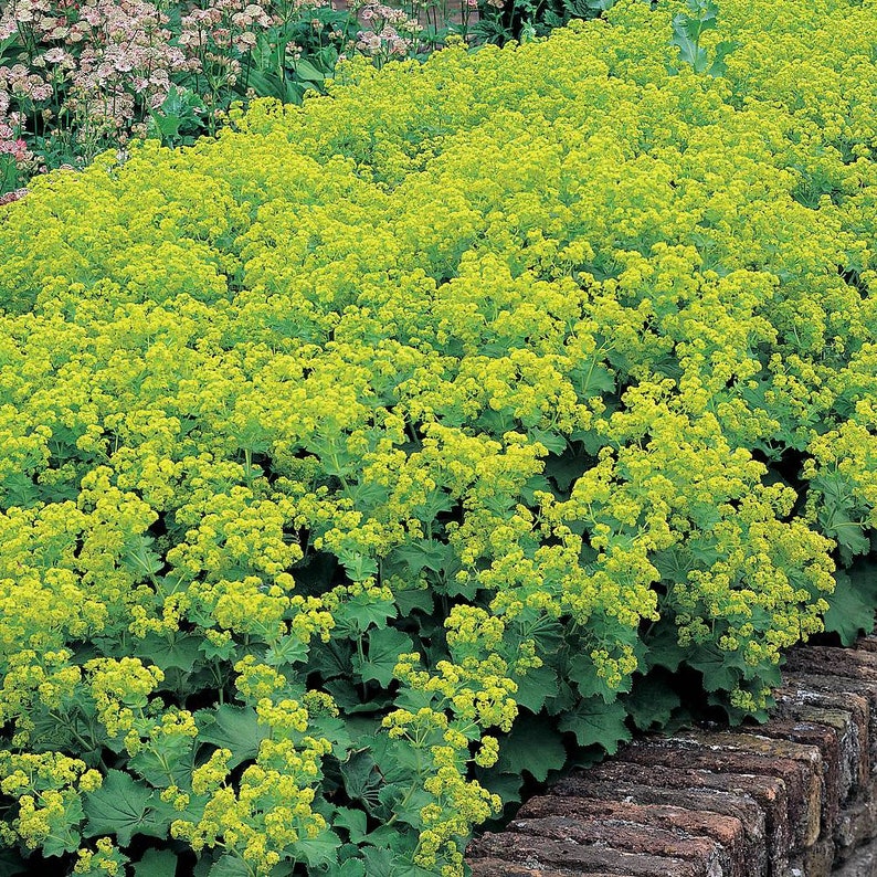 Lady's Mantle Thriller 40 seeds packet Alchemilla Mollis Perennial image 1