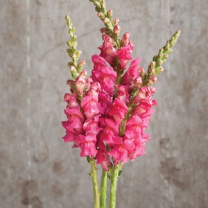 Potomac Cherry Rose Snapdragon 25 seed packet Cool Flower Shades of Rose Pink