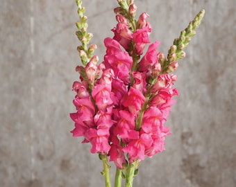 Potomac Cherry Rose Snapdragon 25 seed packet Cool Flower Shades of Rose Pink