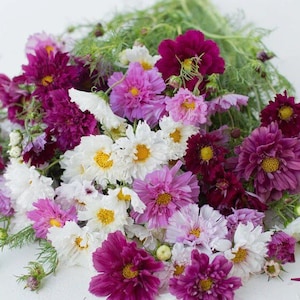 May include: A vibrant bouquet of cosmos flowers in shades of white, pink, and deep magenta. The flowers have delicate petals and bright yellow centers, with green foliage providing a natural backdrop. A beautiful arrangement for any occasion.