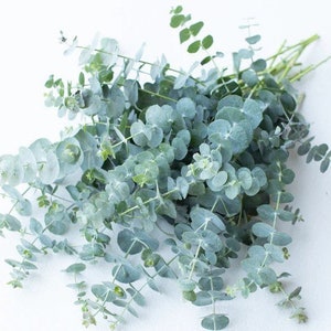 Baby Blue Bouquet Eucalyptus 10 Seeds