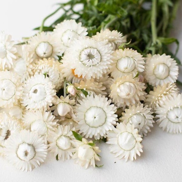 White Strawflower 50 seed packet Helichrysum everlasting flowers