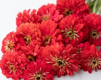 Benary's Giant Coral Zinnia 25 Seeds Packet