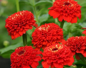 Zinderella Red Zinnia 25 seed packet