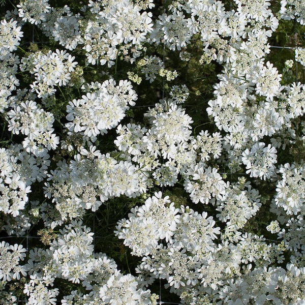 White Finch Orlaya Flower 50 seed packet Cool Flower