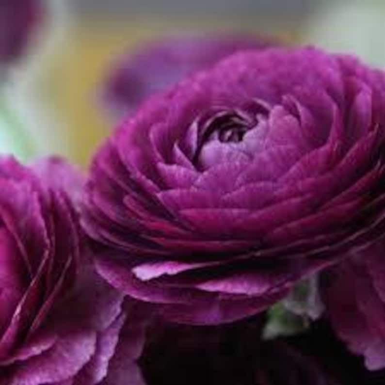 Amandine VIOLET Ranunculus Corms - Etsy
