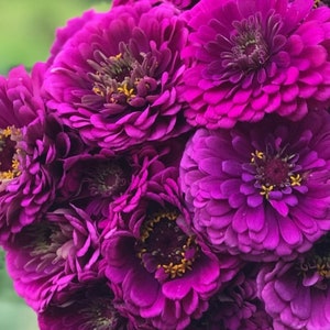 Benary's Giant Purple Zinnia 25 Seeds Packet