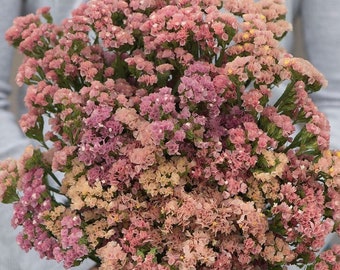 Apricot Statice 50 seeds packet everlasting flower Limonium