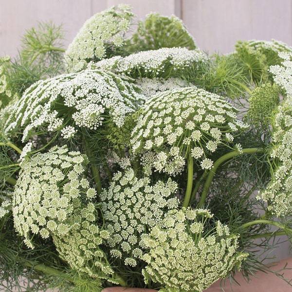 Green Mist Dill False Queen Anne's Lace Flower 50 seed packet Cool Flower Ammi Visnaga