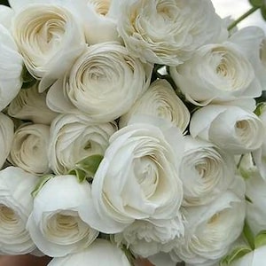 May include: A close-up of a bouquet of white ranunculus flowers. The flowers have multiple layers of delicate petals, creating a full, rounded shape. The color is a creamy white, with some flowers still in bud form.