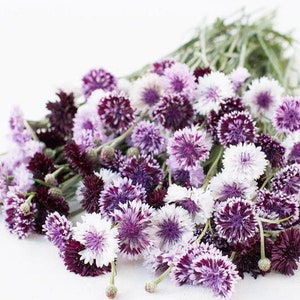 May include: A bouquet of fresh flowers with a variety of colors, including white, purple, and dark burgundy. The flowers have a spiky, textured appearance and are arranged in a loose, natural style. The stems are green.