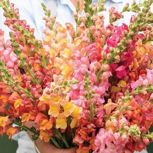 Potomac Early Sunrise Snapdragon 25 seed packet Cool Flower Shades of Pink and Orange