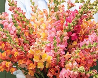 Potomac Early Sunrise Snapdragon 25 seed packet Cool Flower Shades of Pink and Orange