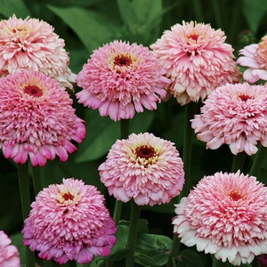 Zinderella Lilac Zinnia 25 seed packet