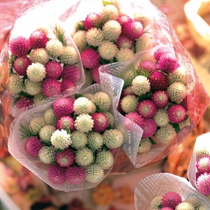 Audray Mix Gophrena 25 seed packet Globe Amaranth