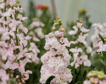StoX Silver Stock 25 seed packet Cool Flower