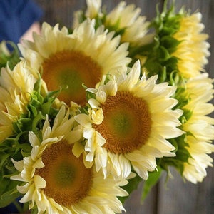 Girasoles ProCut White Lite, paquete de 25 semillas