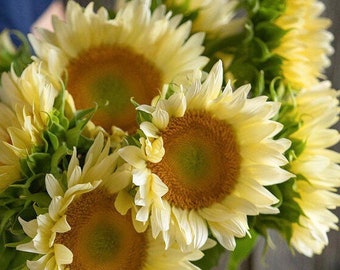 ProCut White Lite Sunflowers 25 seed packet
