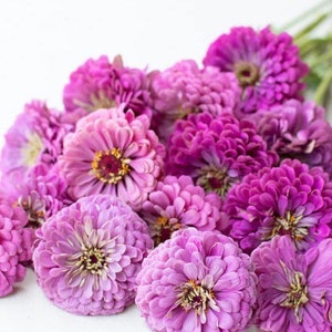 May include: A bouquet of pink and purple zinnia flowers. The flowers are arranged in a loose, natural style, with some of the blooms overlapping.