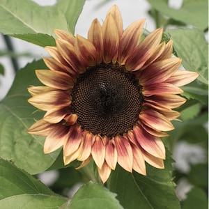 May include: A close-up of a sunflower with brown and red petals. The sunflower is in focus, while the green leaves behind it are blurred.