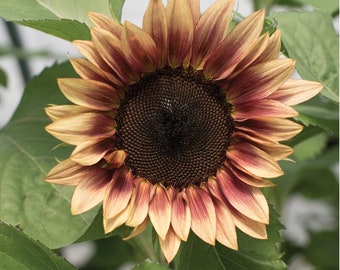 ProCut Plum Sunflowers 25 seed packet