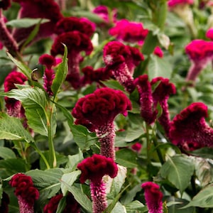 May include: A close-up shot of vibrant red cockscomb flowers in full bloom. The flowers have a velvety texture and a unique, crested shape, surrounded by lush green foliage. The image captures the natural beauty of the garden.