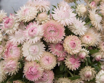 Silvery Rose Strawflower 50 seed packet Helichrysum everlasting flowers