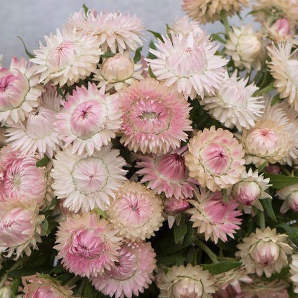 Silvery Rose Strawflower 50 seed packet Helichrysum everlasting flowers