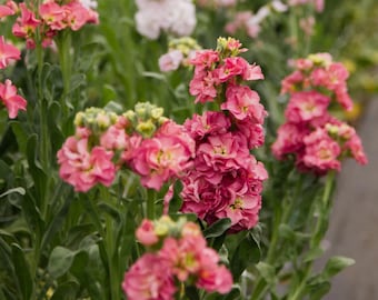 StoX Antique Rose Stock 25 seed packet Cool Flower