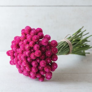 Globe Amaranth, Gomphrena, Dry Flowers, Dried, Red, Fuchsia Pink, Rose  Pink, Dry Flowers, Floral, Wedding, Wildflowers Floral Arrangements 