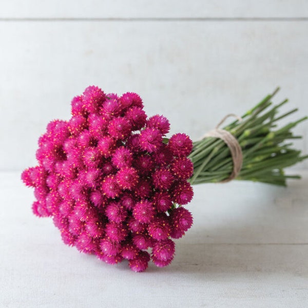 Carmine Rose Gomphrena 25 seed packet Globe Amaranth