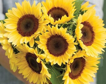 ProCut Peach Sunflowers 25 seed packet