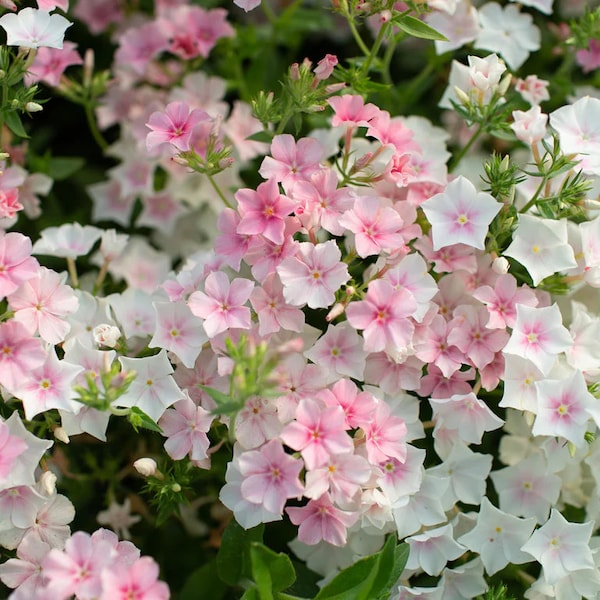 Phlox Blushing Bride 50 seed packet pink and white delicate annual phlox drummondi