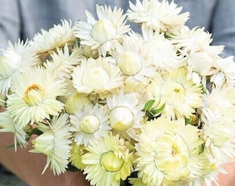 Lemon Meringue Strawflower 50 seed packet Helichrysum everlasting flowers Creamy White and Yellow