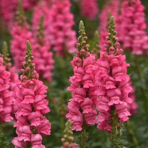 Potomac Dark Pink Snapdragon 25 seed packet Cool Flower Shades of Rose Pink