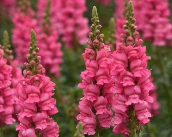 Potomac Dark Pink Snapdragon 25 seed packet Cool Flower Shades of Rose Pink