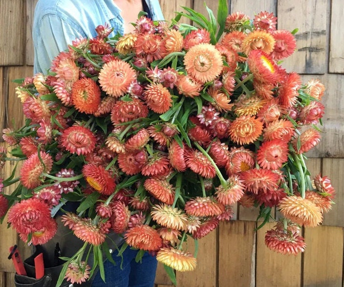 Apricot Peach Strawflower 50 seed packet